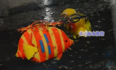 美之海魚(yú)缸最建議買的三個(gè)品牌是什么：美之海魚(yú)缸品牌排行榜前十名生態(tài)魚(yú)缸選購(gòu)技巧指南