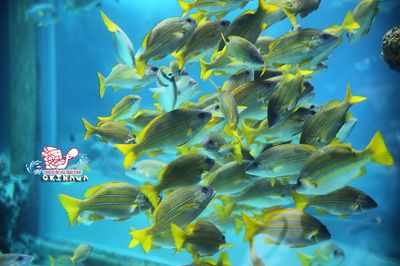 美之海魚(yú)缸最建議買的三個(gè)品牌是什么：美之海魚(yú)缸品牌排行榜前十名生態(tài)魚(yú)缸選購(gòu)技巧指南