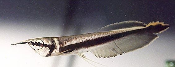 龍魚級別（關于龍魚等級劃分的基本框架）