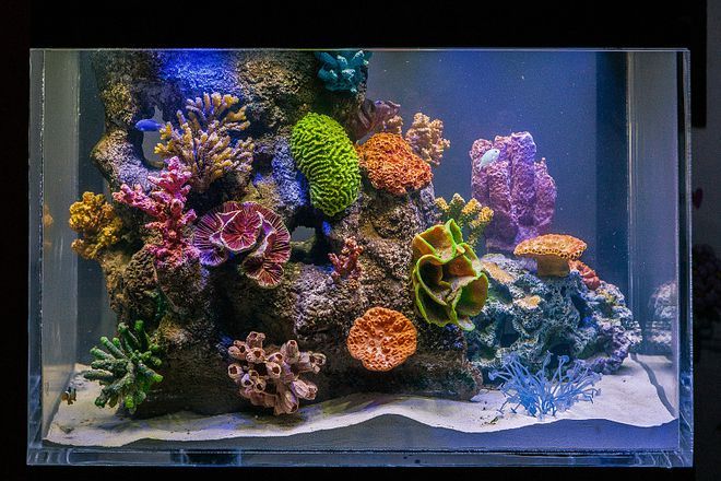 海水缸和普通魚缸的區(qū)別：海水缸與普通魚缸的區(qū)別