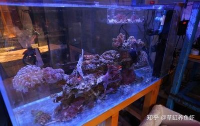 海水缸和普通魚缸的區(qū)別：海水缸與普通魚缸的區(qū)別