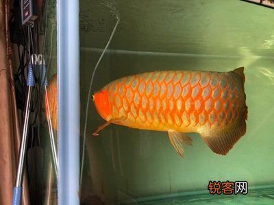 龍魚配什么魚養(yǎng)好看：龍魚混養(yǎng)搭配注意事項(xiàng)，龍魚與龍魚混養(yǎng)的搭配技巧