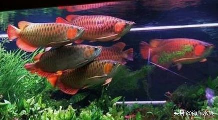 龍魚配什么魚養好看：龍魚混養搭配注意事項，龍魚與龍魚混養的搭配技巧