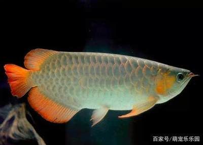 養銀龍魚需要注意的幾個方面：養銀龍魚的注意事項