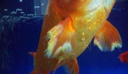 龍魚鑒定中心地址查詢，南京龍魚鑒定中心地址查詢