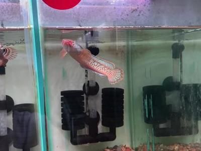 雷龍魚能白缸養嗎怎么養：雷龍魚混養的技巧，雷龍魚混養的最佳時機