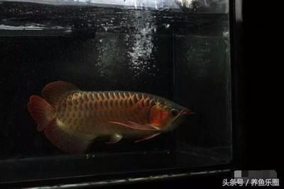 龍魚病了怎么治療圖片視頻講解:龍魚病了怎么治療 龍魚百科 第2張 龍魚病了怎么治療圖片視頻講解:龍魚病了怎么治療 龍魚病了怎么治療圖片視頻講解:龍魚病了怎么治療 龍魚百科 第2張