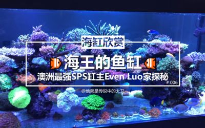 深圳魚缸產業探秘深圳魚缸產業探秘深圳魚缸產業探秘：海王魚缸的生產地分布在哪些地區