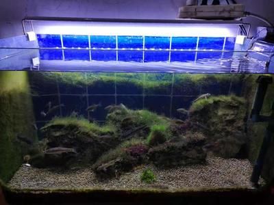 魚缸燈光周期的科學依據了解魚缸燈光周期的科學原理：如何選擇適合的魚缸燈具