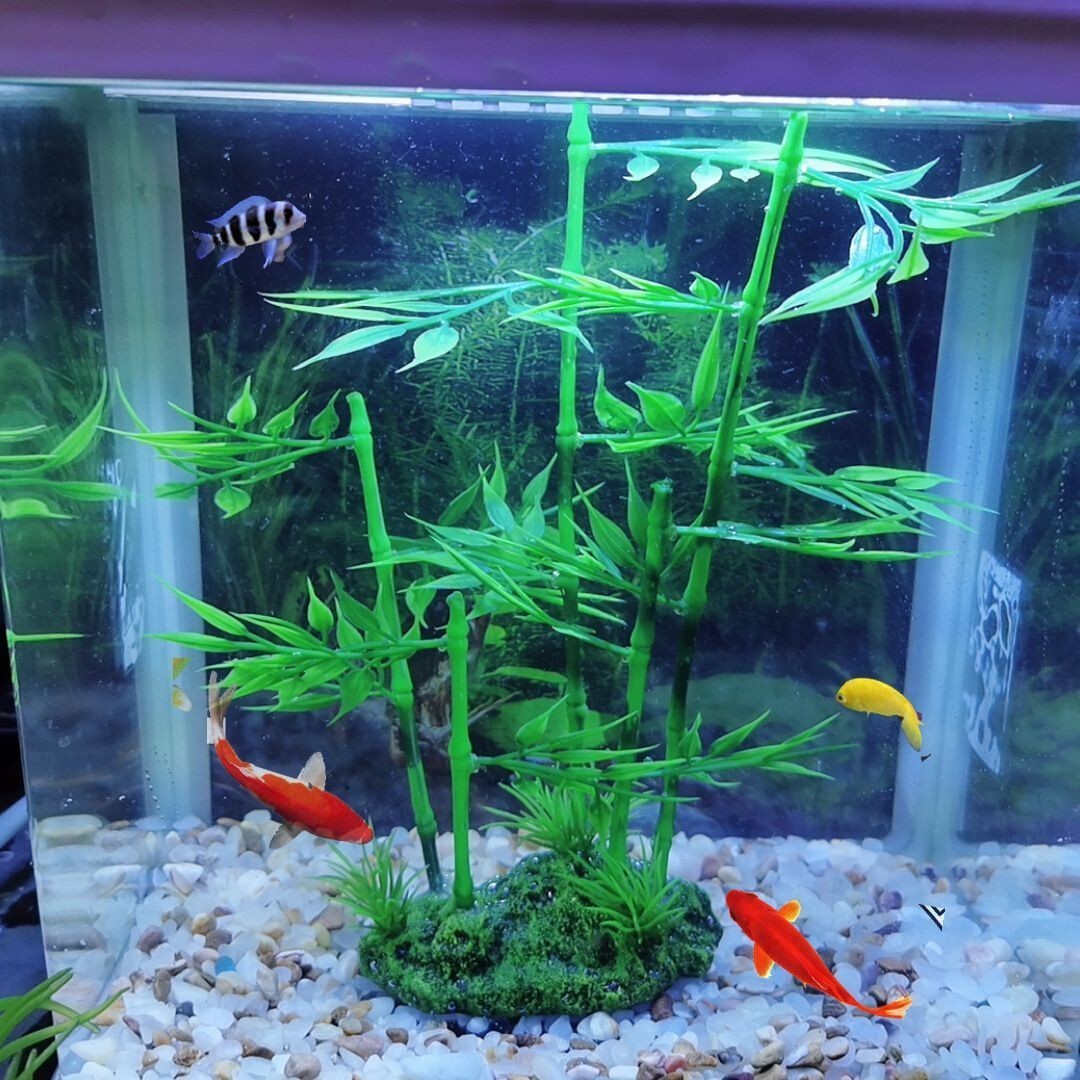 戈壁魚缸造景的幾個步驟和注意事項和注意事項：戈壁風情與魚缸造景