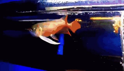 龍魚七鰭尾巴怎么增大：如何判斷龍魚是否肥胖,龍魚七鰭生長的自然方法
