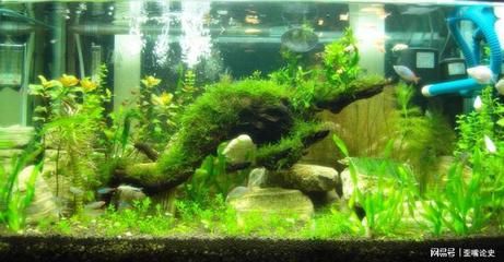 魚缸增氧泵一天開多長時間合適（魚缸增氧泵一天開多長時間合適魚缸增氧泵的使用時間）