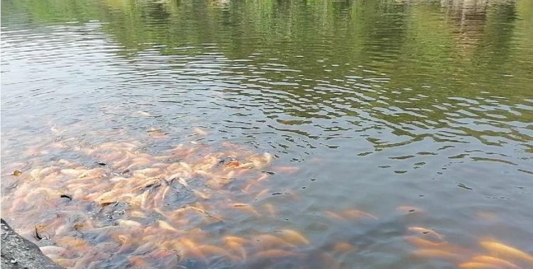 魚(yú)都扎堆在魚(yú)缸的一角里：魚(yú)缸一角扎堆可能由多種因素引起，魚(yú)缸氧氣不足的解決方案