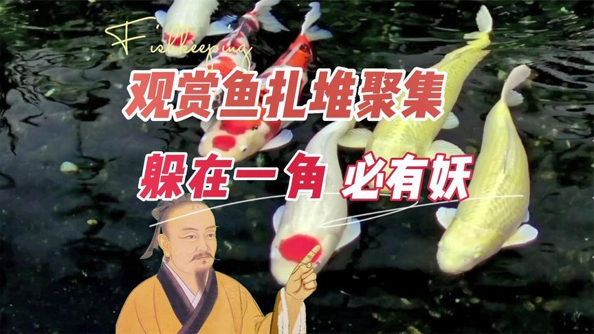 魚都扎堆在魚缸的一角里：魚缸一角扎堆可能由多種因素引起，魚缸氧氣不足的解決方案 魚都扎堆在魚缸的一角里：魚缸一角扎堆可能由多種因素引起，魚缸氧氣不足的解決方案 魚缸百科 第4張