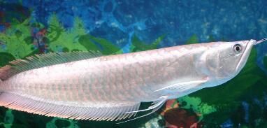 龍魚養5條最好風水學（養5條龍魚在風水學中有什么講究？）