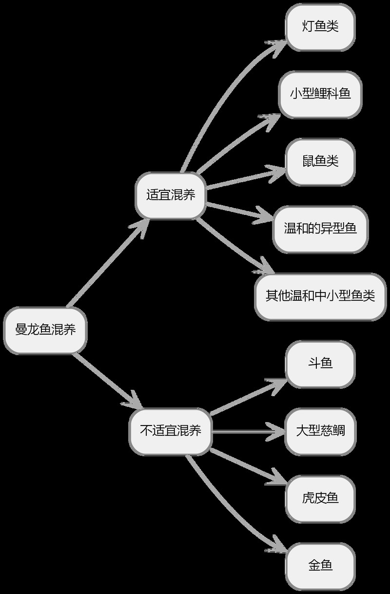 發財龍魚混養的最佳搭配有哪些？