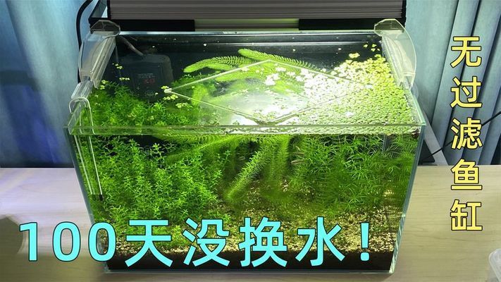 魚缸有不用換水的嗎圖片視頻（生態魚缸制作教程硝化細菌培養技巧）