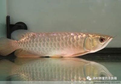 龍魚怎么不愛游動了：龍魚不愛游動怎么辦