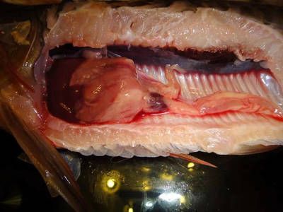 龍魚細菌性感染多久能恢復過來：龍魚細菌性感染恢復時間 龍魚細菌性感染多久能恢復過來：龍魚細菌性感染恢復時間 龍魚百科