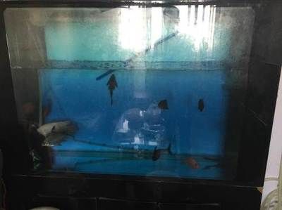 烏魯木齊魚缸批發市場（烏魯木齊魚缸定制服務流程：烏魯木齊魚缸定制服務流程）