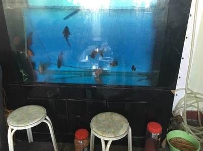 烏魯木齊魚缸批發市場（烏魯木齊魚缸定制服務流程：烏魯木齊魚缸定制服務流程）