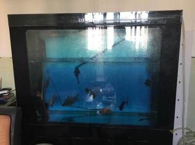 烏魯木齊魚缸批發市場（烏魯木齊魚缸定制服務流程：烏魯木齊魚缸定制服務流程）