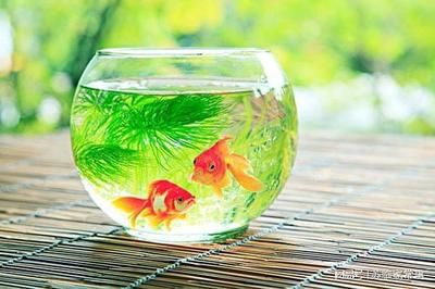 魚缸養護與風水的關系：風水魚缸擺放位置和方式對招財有著重要的影響