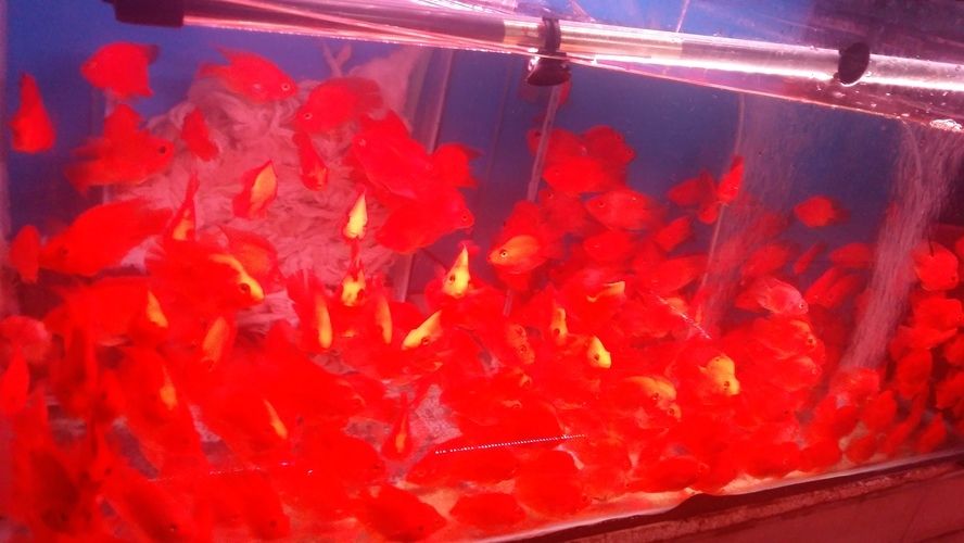 魚缸維護價格怎么算（如何自制魚缸水質調節劑） 魚缸維護價格怎么算（如何自制魚缸水質調節劑） 龍魚百科 第5張