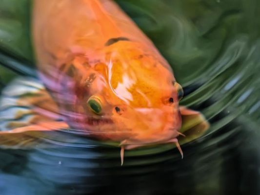 搬運魚缸多少錢一個（魚缸搬運公司收費標準如何選擇） 搬運魚缸多少錢一個（魚缸搬運公司收費標準如何選擇） 魚缸百科
