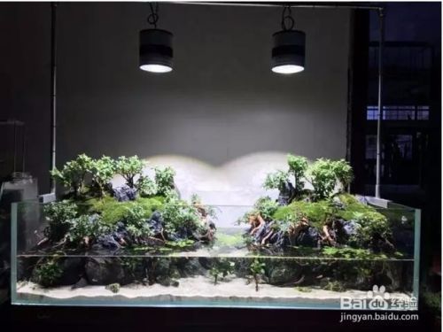 一米魚缸怎么造景：一米寬的魚缸造景需要精心規劃以創造一個美觀、實用的水生態環境