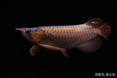 龍魚從出生到20公分需要多久：龍魚從出生到20公分的成長時(shí)間因品種和飼養(yǎng)條件不同而有差異