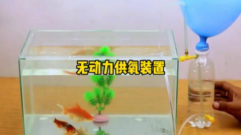 魚缸簡易供氧裝置：簡易魚缸供氧裝置