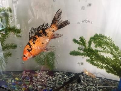 底濾魚缸怎樣放水?:如何選擇合適的魚缸底濾 魚缸百科 第4張 底濾魚缸怎樣放水?:如何選擇合適的魚缸底濾 底濾魚缸怎樣放水?:如何選擇合適的魚缸底濾 魚缸百科 第4張