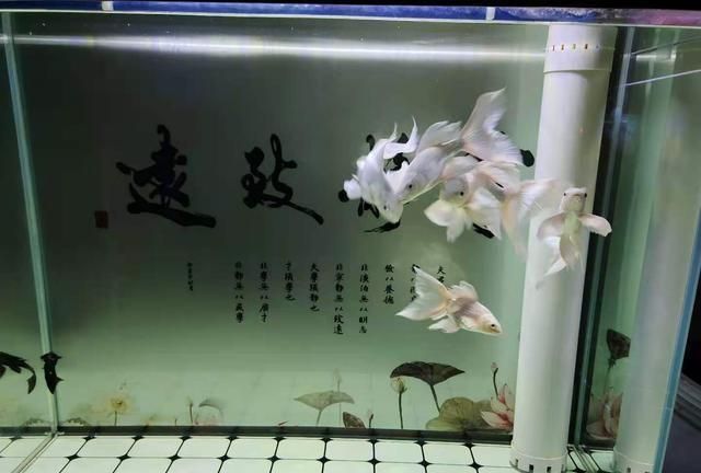 底濾魚缸怎樣放水?:如何選擇合適的魚缸底濾 魚缸百科 第1張 底濾魚缸怎樣放水?:如何選擇合適的魚缸底濾 底濾魚缸怎樣放水?:如何選擇合適的魚缸底濾 魚缸百科 第1張
