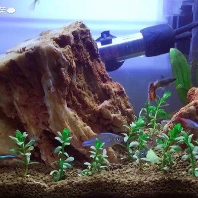 尛寶魚缸：尛寶魚缸與其他品牌對比[需手動填充][需手動填充]寶魚缸與其他品牌對比 尛寶魚缸：尛寶魚缸與其他品牌對比[需手動填充][需手動填充]寶魚缸與其他品牌對比 魚缸百科 第5張