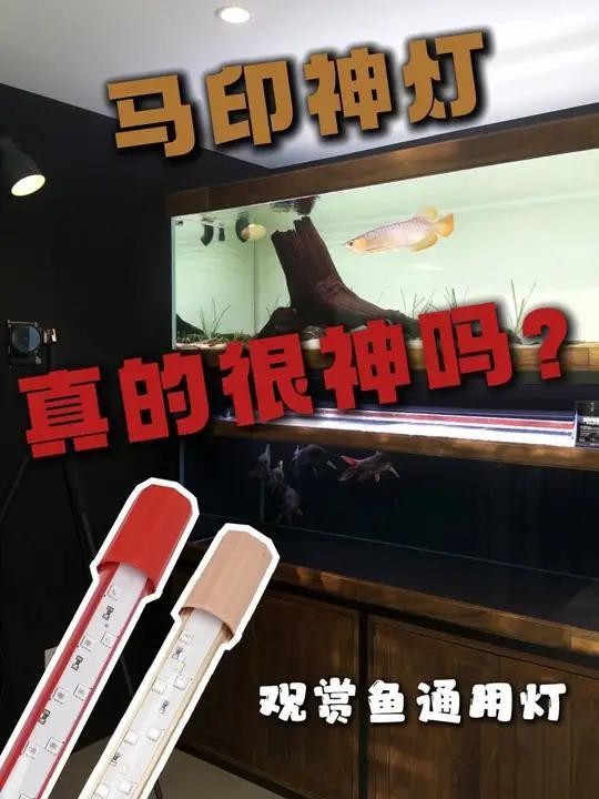 馬印龍魚燈的價格是多少？