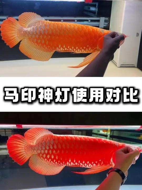 馬印龍魚燈的價格是多少？