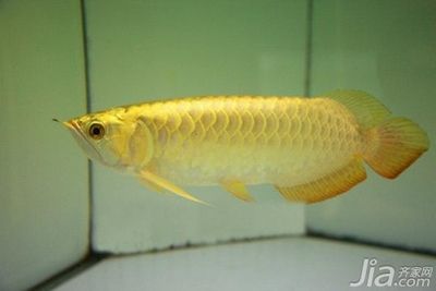 養金龍魚的溫度是多少：養金龍魚的水溫應該控制在24-28攝氏度