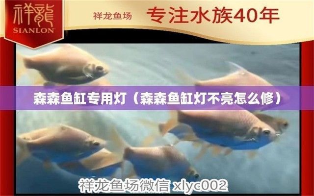 金龍魚(yú)真假查詢(xún)（如何通過(guò)多種方式進(jìn)行金龍魚(yú)真?zhèn)蔚牟樵?xún)） 金龍魚(yú)真假查詢(xún)（如何通過(guò)多種方式進(jìn)行金龍魚(yú)真?zhèn)蔚牟樵?xún)） 龍魚(yú)百科 第5張