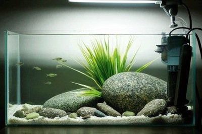 旁皮魚缸里長的快不快：如何判斷旁皮魚在缸里的生長速度