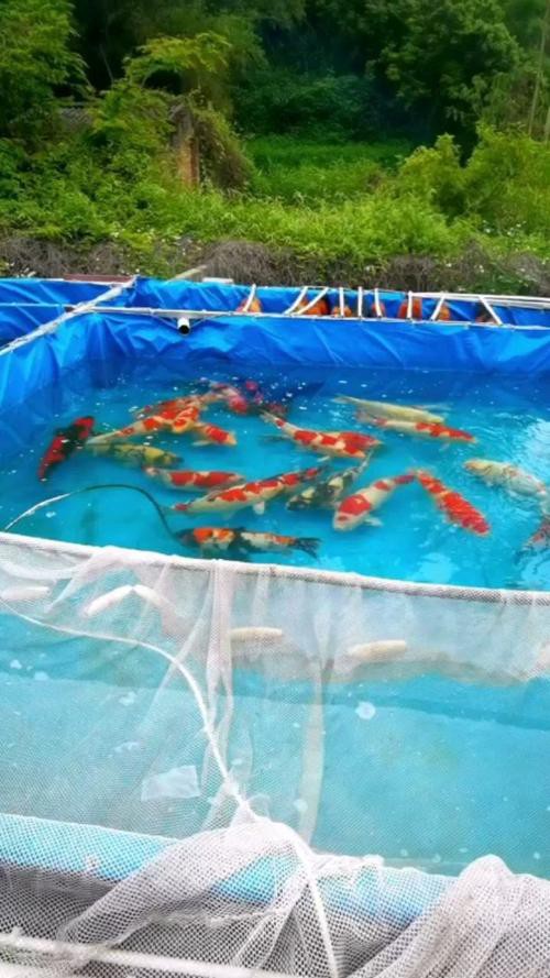 武漢龍魚批發(fā)市場(chǎng)在哪個(gè)位置呀圖片