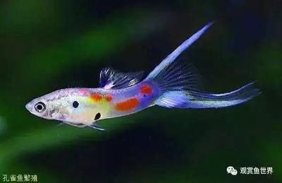魚缸里面有紅色的小點：魚缸內出現紅色小點是怎么回事