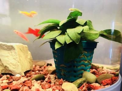 魚缸里面有紅色的小點：魚缸內出現紅色小點是怎么回事