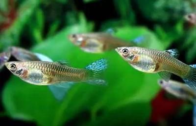 魚缸里面有紅色的小點：魚缸內出現紅色小點是怎么回事