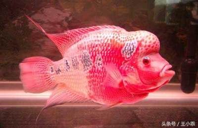 龍魚嘴巴長了一個(gè)肉瘤：龍魚嘴巴長肉瘤怎么辦