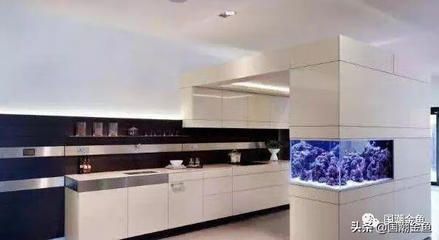 黑色的魚缸顏色在風水中代表財富和財富的象征意義：風水魚的種類與寓意