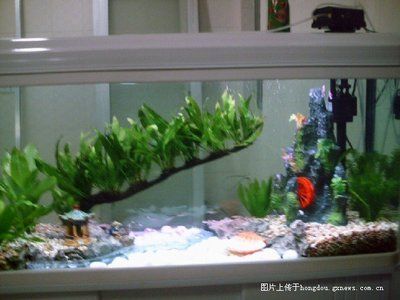 閩江魚缸組裝視頻：詳情閩江魚缸組裝教程