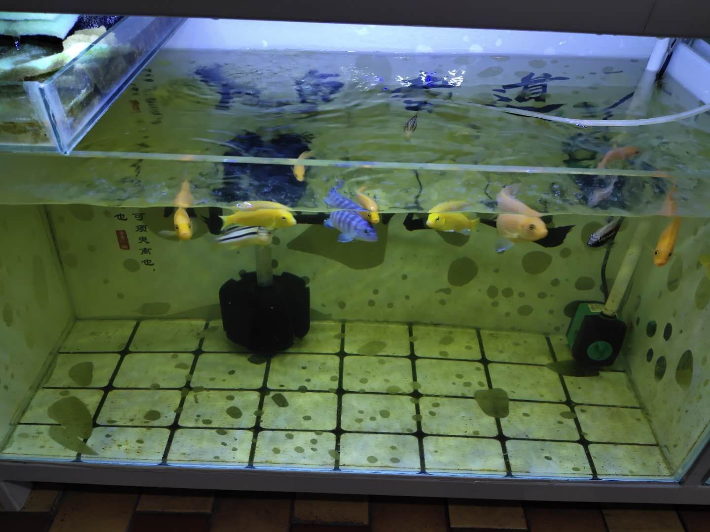 閩江魚缸組裝視頻：詳情閩江魚缸組裝教程