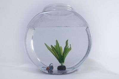 陽臺(tái)上能養(yǎng)金龍魚嗎（陽臺(tái)上可以養(yǎng)金龍魚嗎？）