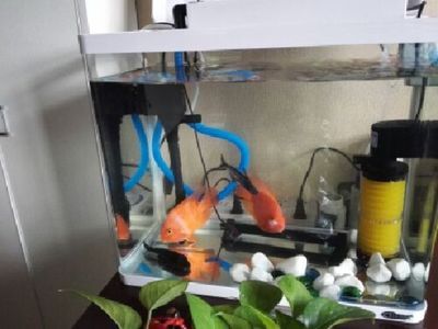 魚缸用過濾器抽不了水（魚缸用過濾器抽不了水怎么辦）